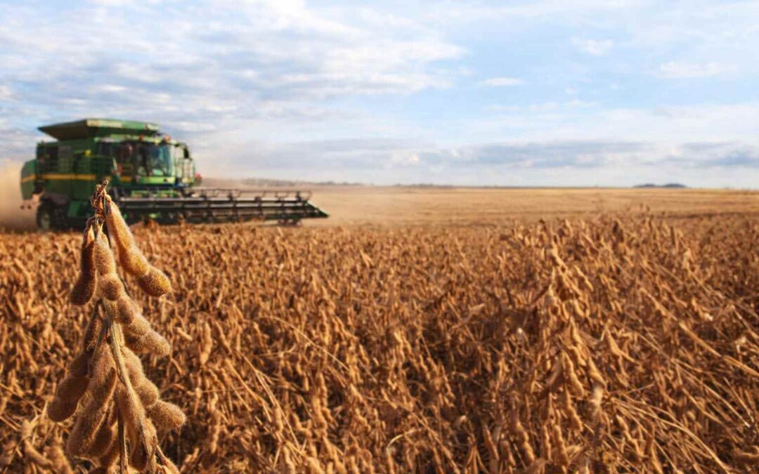 Brazil’s Soybean Surge Is a Problem for US Prices